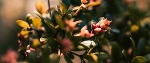 Preview wallpaper branch, leaves, buds, macro, closeup