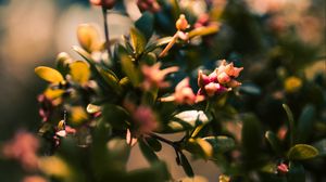 Preview wallpaper branch, leaves, buds, macro, closeup