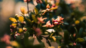 Preview wallpaper branch, leaves, buds, macro, closeup