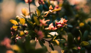 Preview wallpaper branch, leaves, buds, macro, closeup
