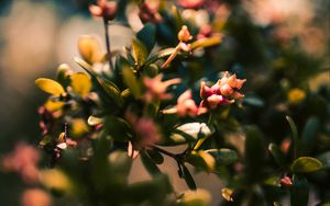 Preview wallpaper branch, leaves, buds, macro, closeup