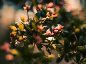 Preview wallpaper branch, leaves, buds, macro, closeup