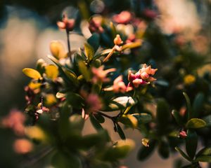 Preview wallpaper branch, leaves, buds, macro, closeup