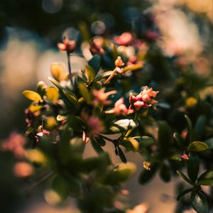 Preview wallpaper branch, leaves, buds, macro, closeup