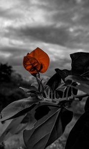 Preview wallpaper branch, leaves, bw, plant