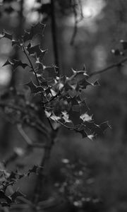 Preview wallpaper branch, leaves, bw, macro