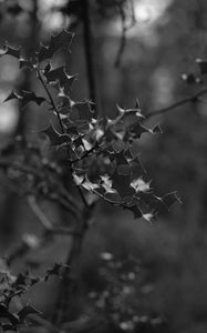 Preview wallpaper branch, leaves, bw, macro