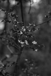 Preview wallpaper branch, leaves, bw, macro