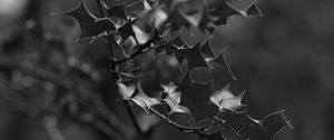 Preview wallpaper branch, leaves, bw, macro