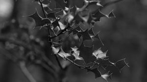 Preview wallpaper branch, leaves, bw, macro