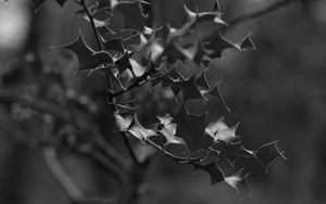 Preview wallpaper branch, leaves, bw, macro