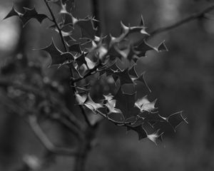 Preview wallpaper branch, leaves, bw, macro