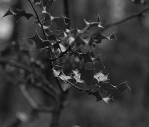 Preview wallpaper branch, leaves, bw, macro