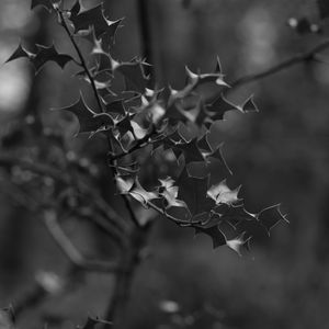 Preview wallpaper branch, leaves, bw, macro