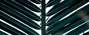 Preview wallpaper branch, leaves, carved, green, palm