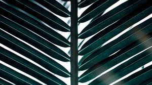 Preview wallpaper branch, leaves, carved, green, palm