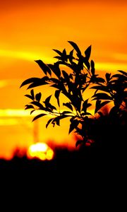 Preview wallpaper branch, leaves, dark, outlines, sunset, sky