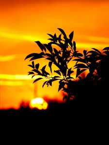 Preview wallpaper branch, leaves, dark, outlines, sunset, sky