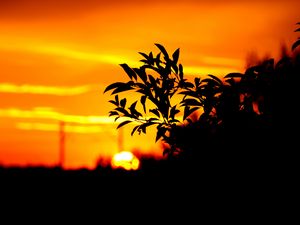 Preview wallpaper branch, leaves, dark, outlines, sunset, sky