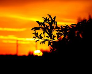 Preview wallpaper branch, leaves, dark, outlines, sunset, sky