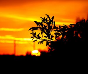 Preview wallpaper branch, leaves, dark, outlines, sunset, sky