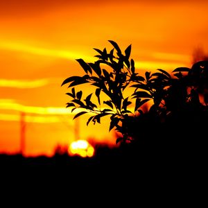 Preview wallpaper branch, leaves, dark, outlines, sunset, sky