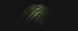 Preview wallpaper branch, leaves, dark, green