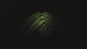 Preview wallpaper branch, leaves, dark, green