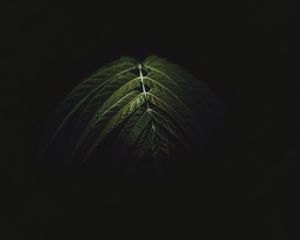 Preview wallpaper branch, leaves, dark, green