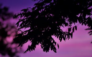 Preview wallpaper branch, leaves, dark, sky, dusk