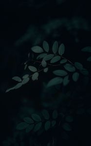 Preview wallpaper branch, leaves, dark, gloomy