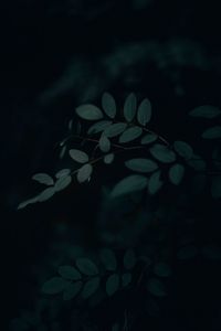 Preview wallpaper branch, leaves, dark, gloomy