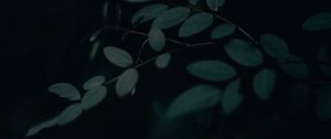 Preview wallpaper branch, leaves, dark, gloomy