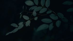 Preview wallpaper branch, leaves, dark, gloomy