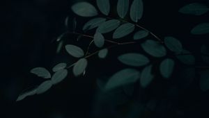 Preview wallpaper branch, leaves, dark, gloomy