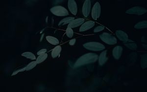 Preview wallpaper branch, leaves, dark, gloomy