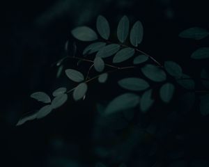 Preview wallpaper branch, leaves, dark, gloomy