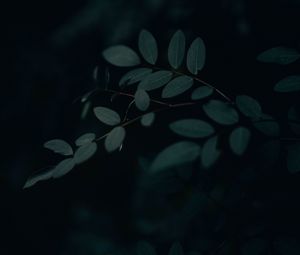 Preview wallpaper branch, leaves, dark, gloomy