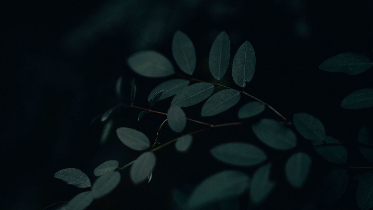 Wallpaper branch, leaves, dark hd, picture, image