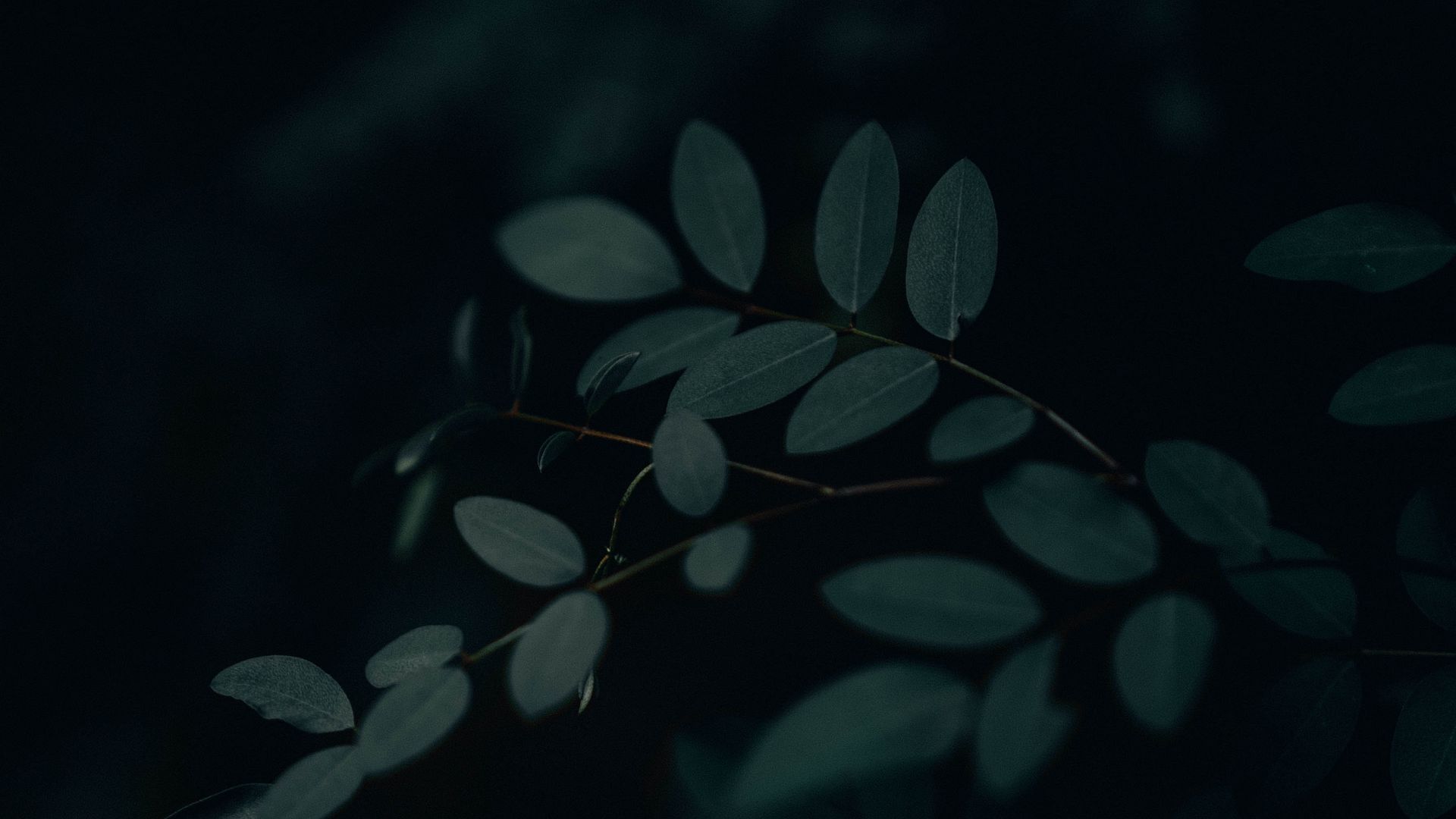 Download wallpaper 1920x1080 branch, leaves, dark full hd, hdtv, fhd ...