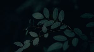 Preview wallpaper branch, leaves, dark