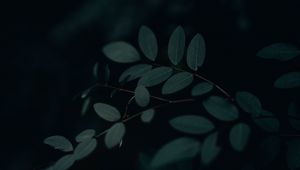 Preview wallpaper branch, leaves, dark