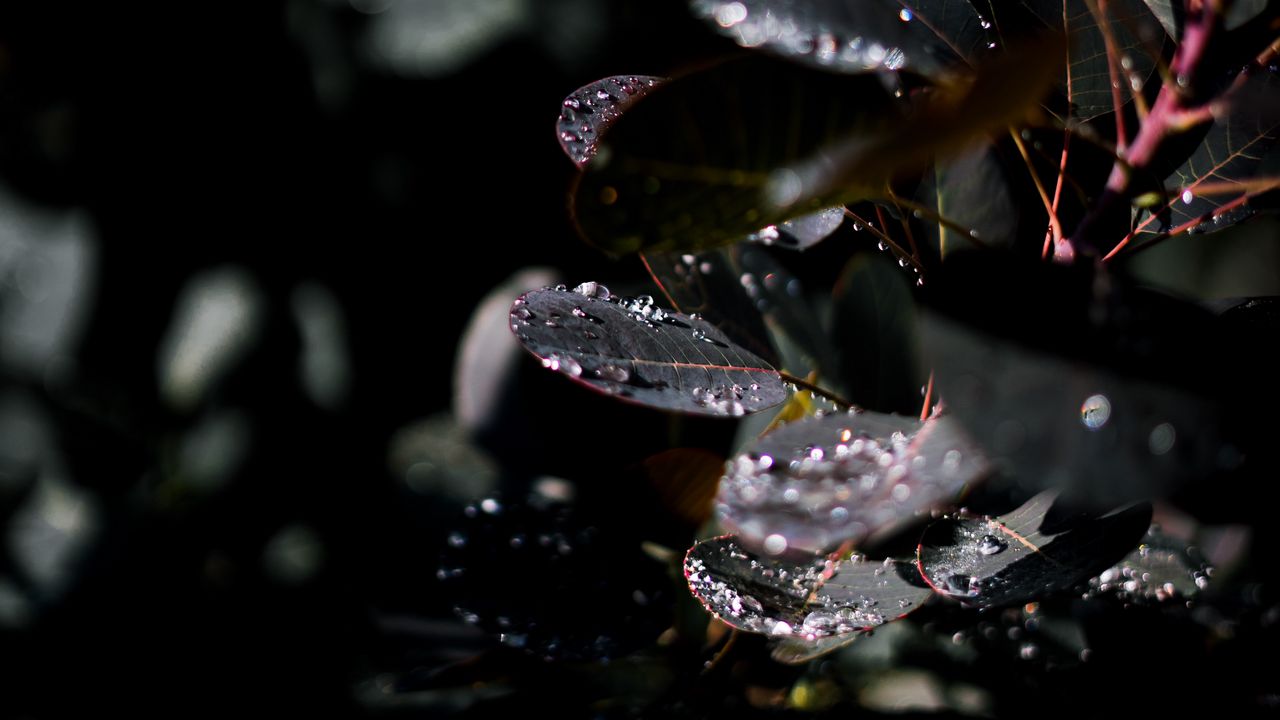 Wallpaper branch, leaves, dew, drops, wet