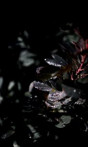 Preview wallpaper branch, leaves, dew, drops, wet