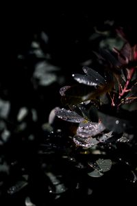 Preview wallpaper branch, leaves, dew, drops, wet