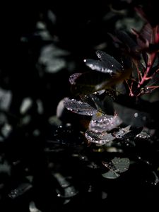 Preview wallpaper branch, leaves, dew, drops, wet