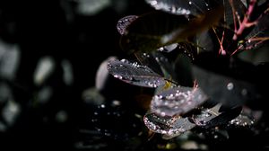 Preview wallpaper branch, leaves, dew, drops, wet