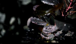 Preview wallpaper branch, leaves, dew, drops, wet