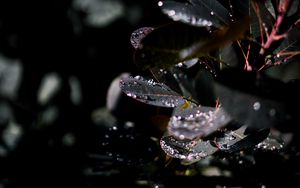 Preview wallpaper branch, leaves, dew, drops, wet