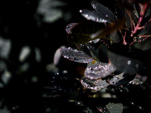 Preview wallpaper branch, leaves, dew, drops, wet